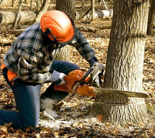 Tree Removal in Cushing, TX